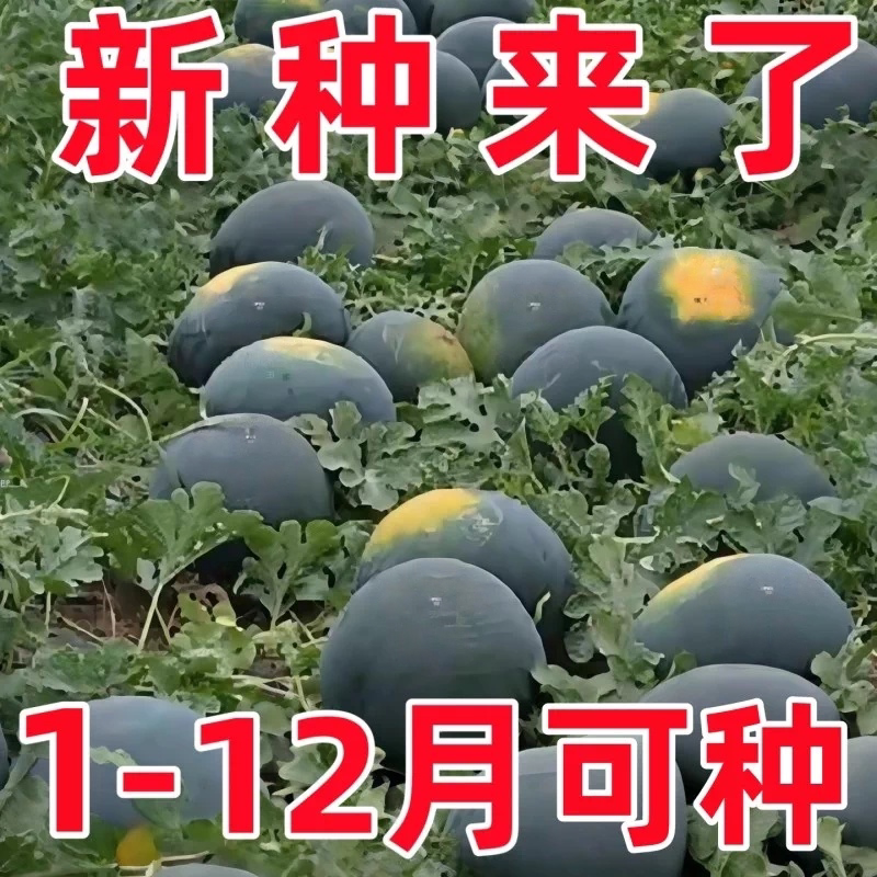 黑皮无籽红心超甜高产西瓜种子