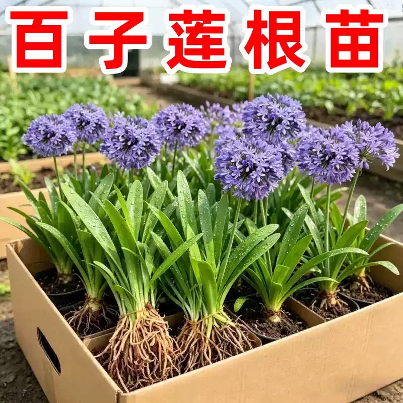 百子莲种茎大花葱耐热易活盆栽