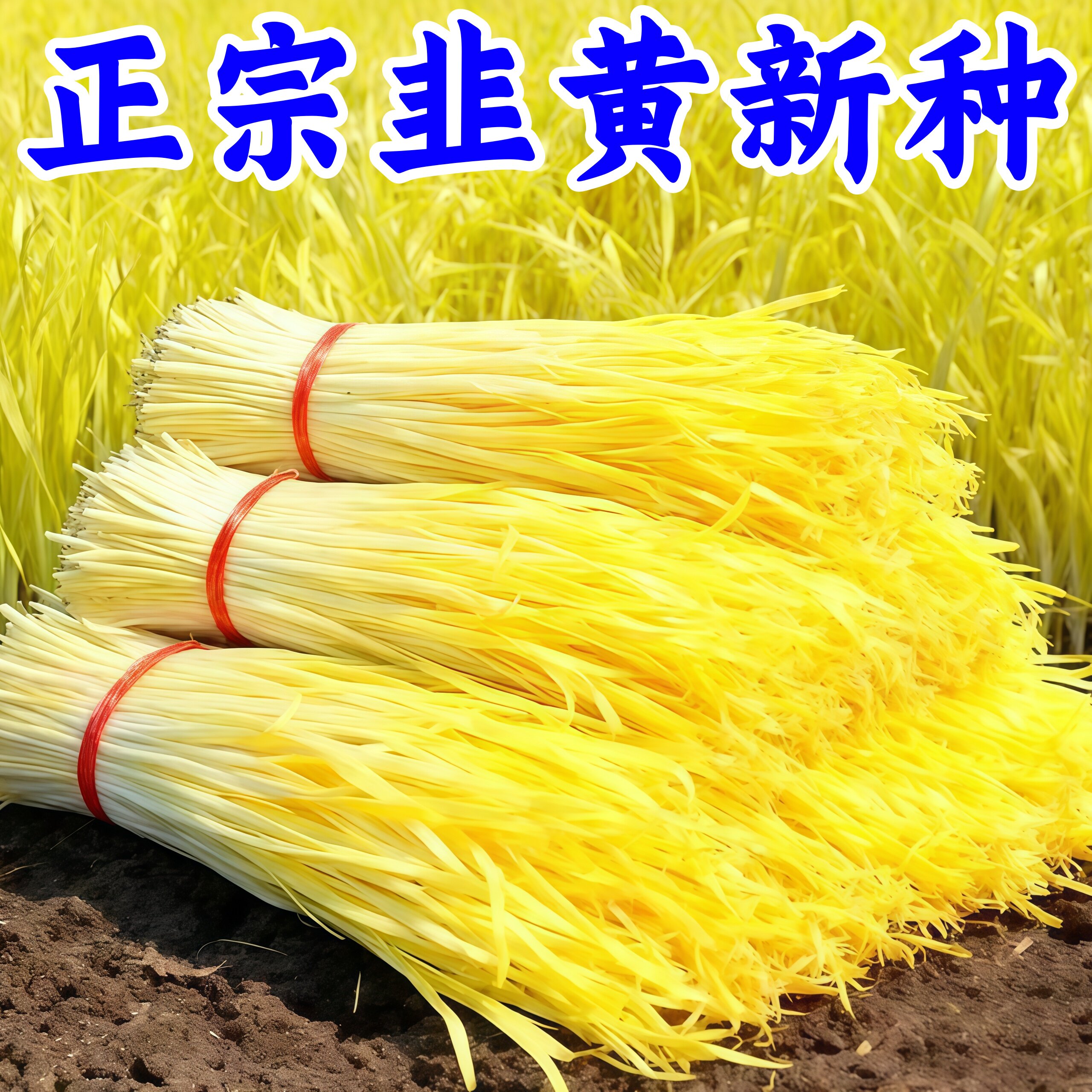 四季黄心韭菜种子耐低温高产