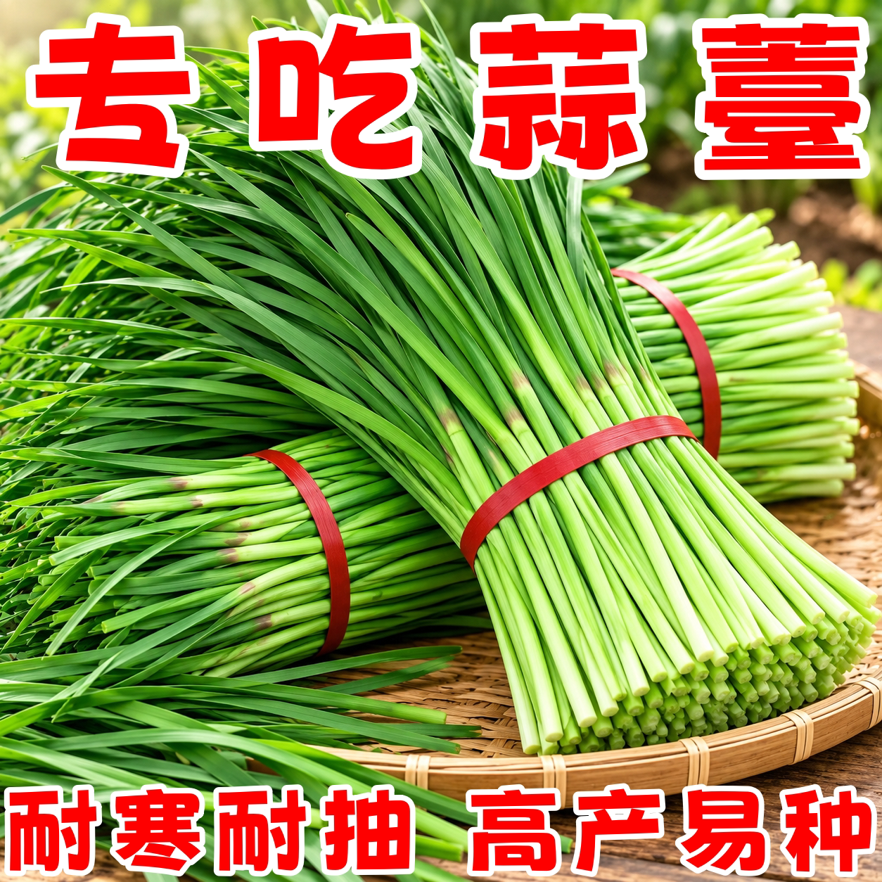 本地老品种紫皮蒜苔种子