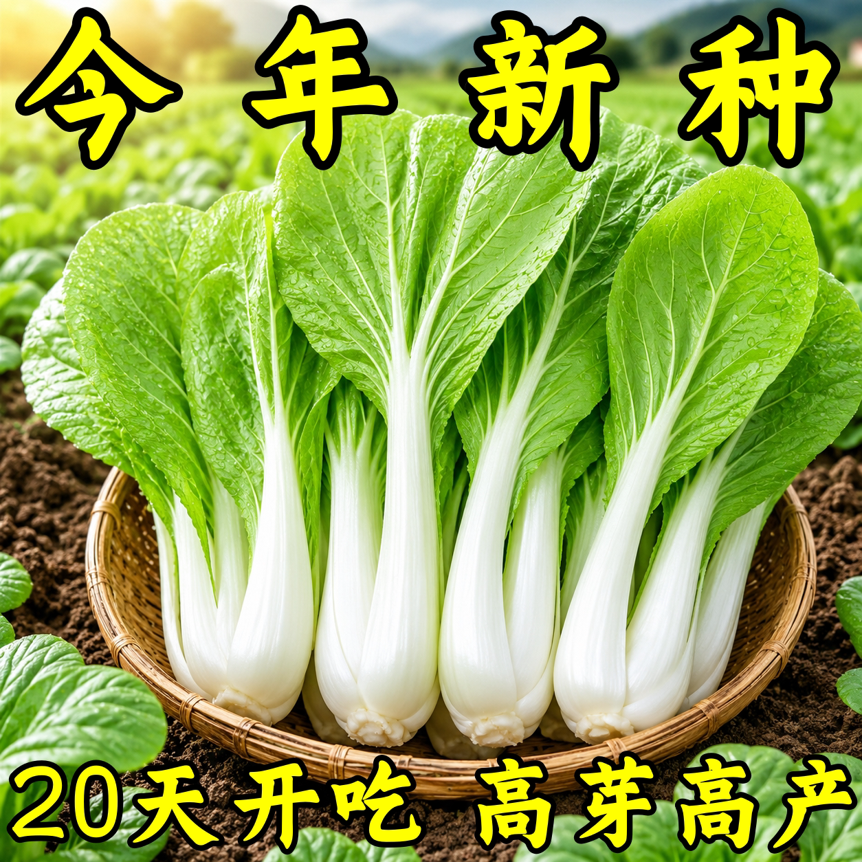 四季耐热耐寒奶油小白菜种子