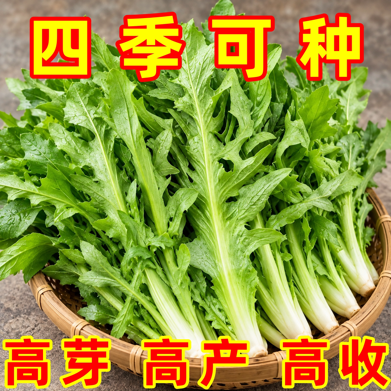 正宗广西博白甜脆麦菜秧苗包邮