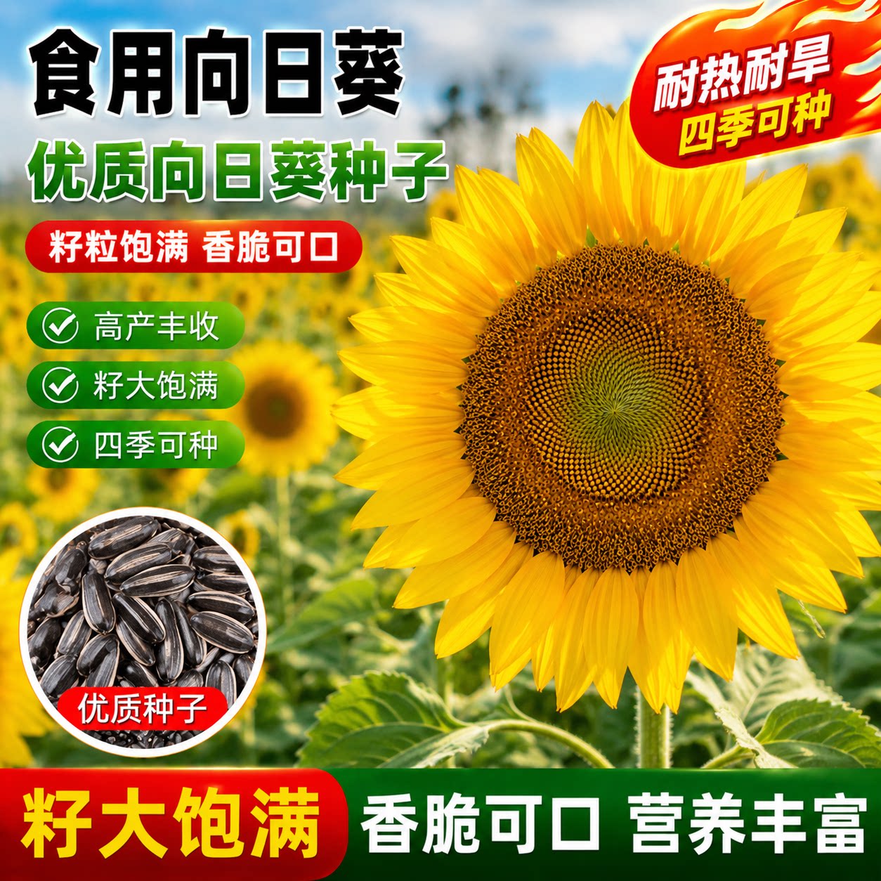 大粒食用向日葵种子四季播高产