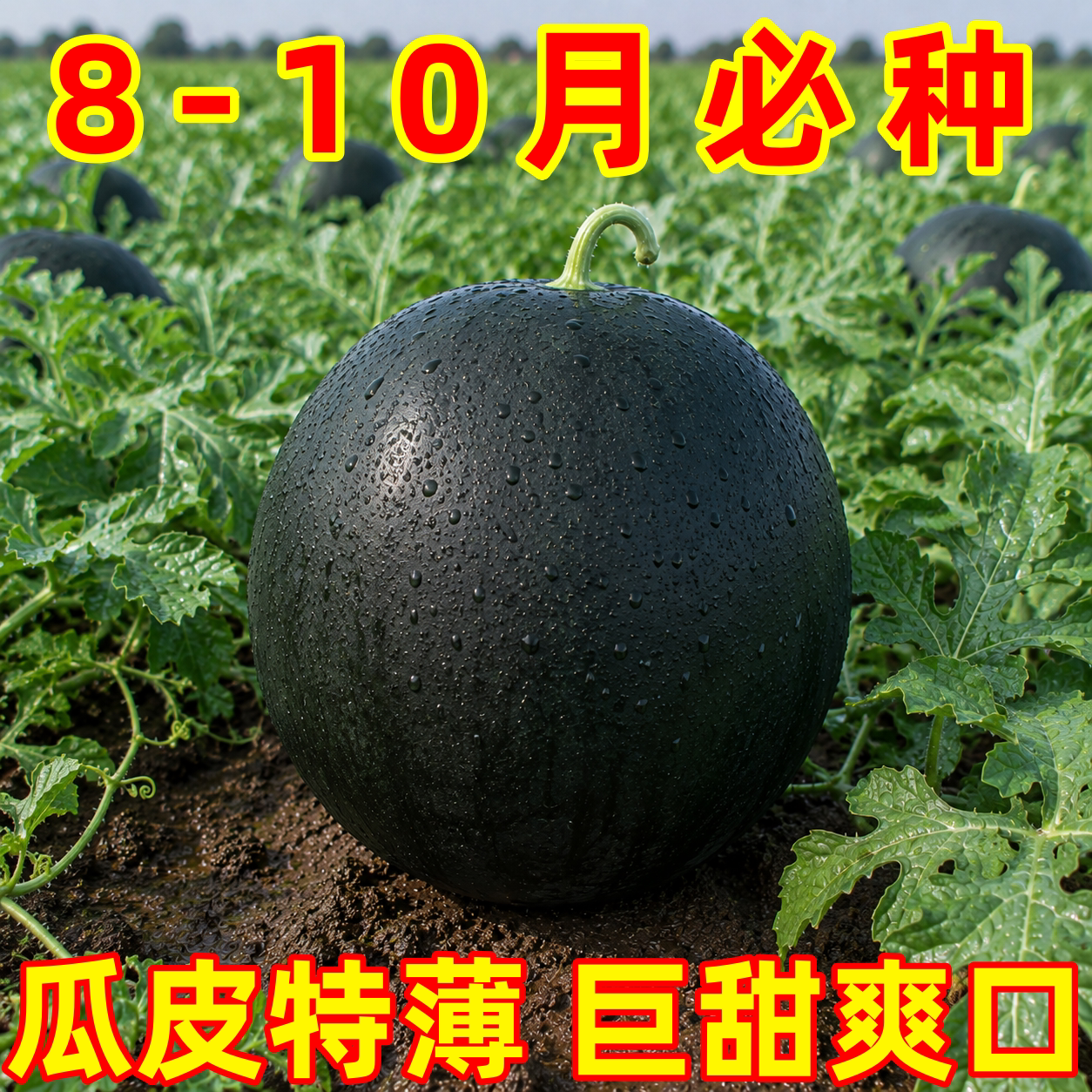 黑皮无籽红心超甜高产西瓜种子