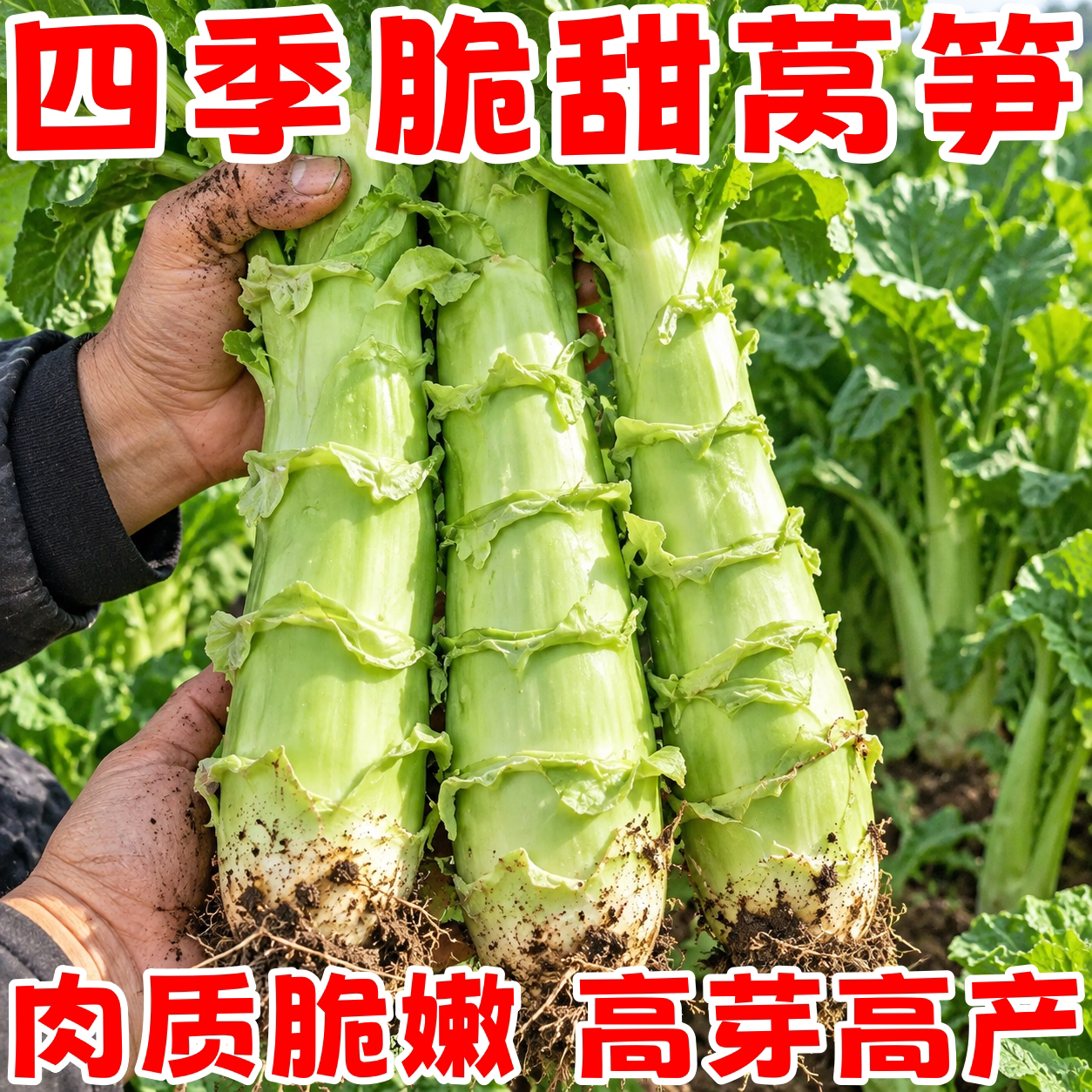 泰国罗汉莴笋种子四季耐热农家