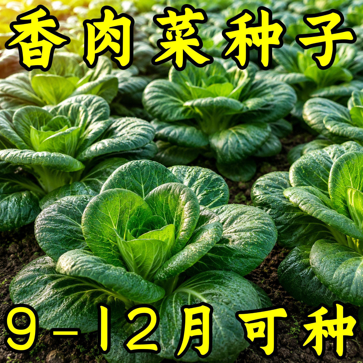香肉菜种子35天可采收耐寒耐热