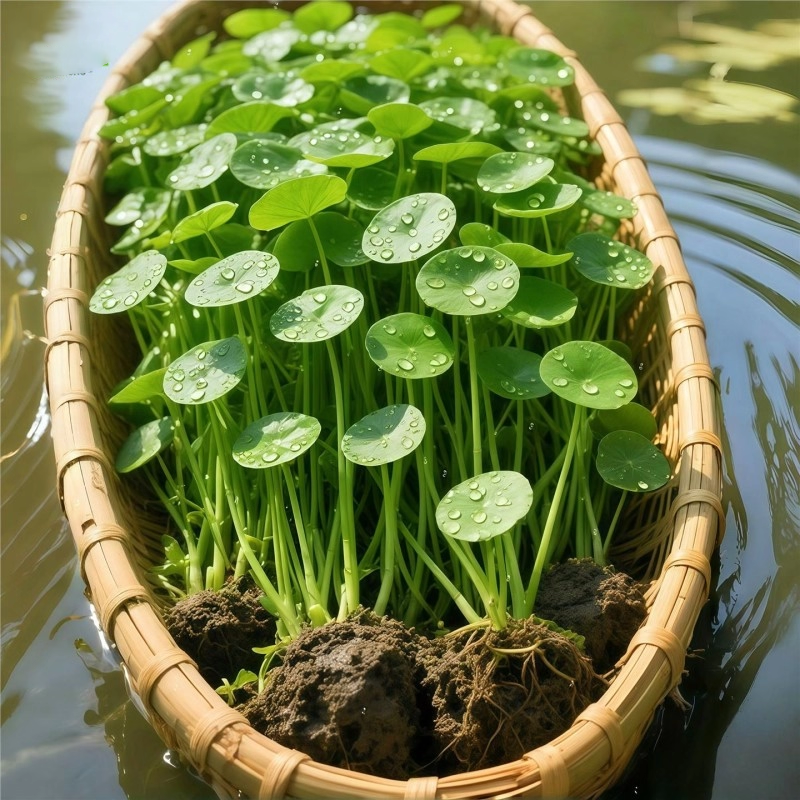 水培铜钱草室内四季常青绿植