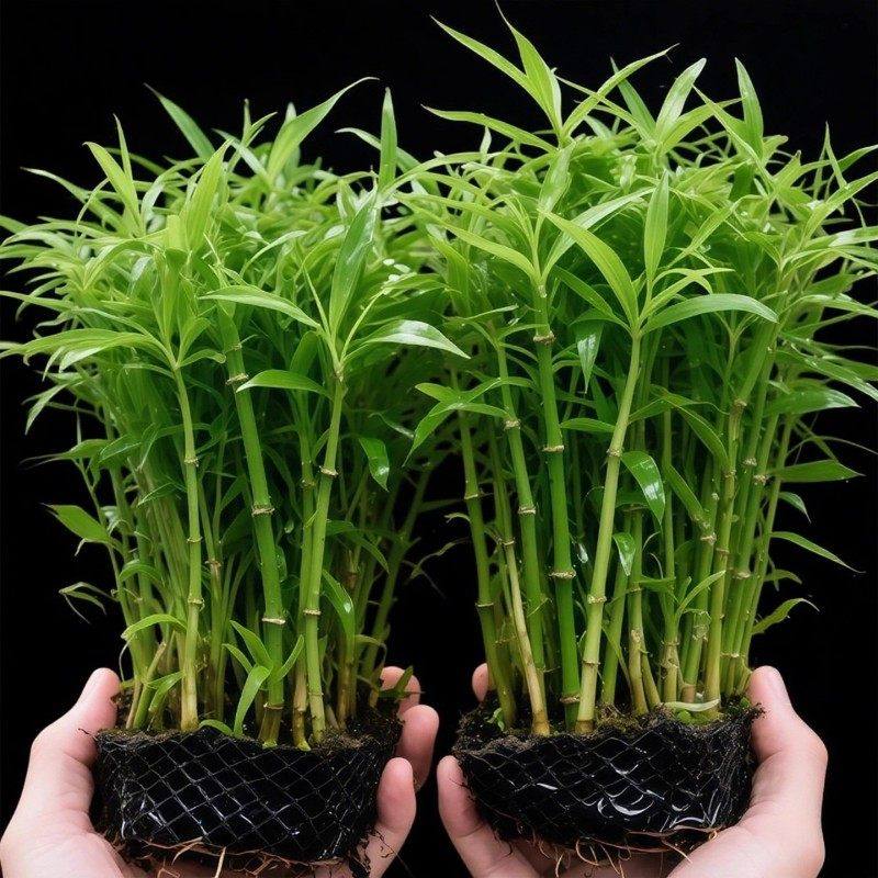 南美青竹水草鱼缸专用植物坨草净化水质养鱼造景增氧制氧阴性竹子,鲜花速递/花卉仿真/绿植园艺,水生植物,淘宝优惠券,粉丝福利购,淘宝优惠卷