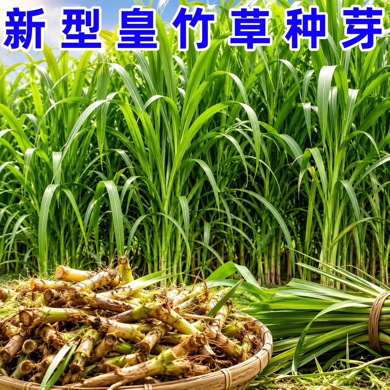 新型皇竹草种子配资料保正宗