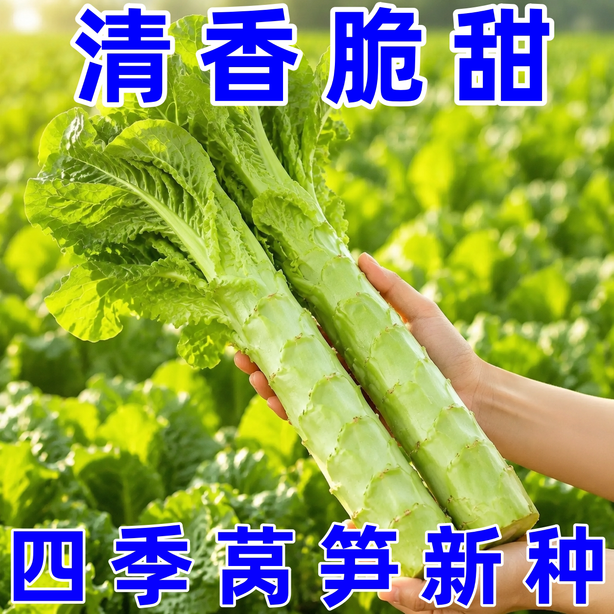 莴笋种子耐热抗高温四季可播