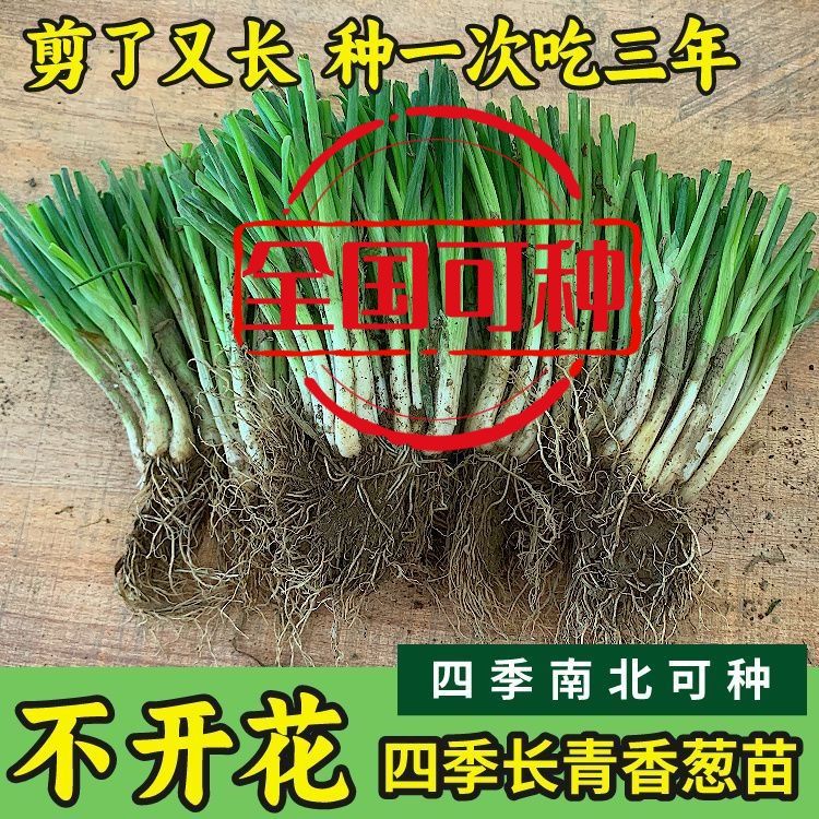 四季香葱根苗可食用阳台盆栽南北种植懒人盆栽分葱苗小香葱根苗葱