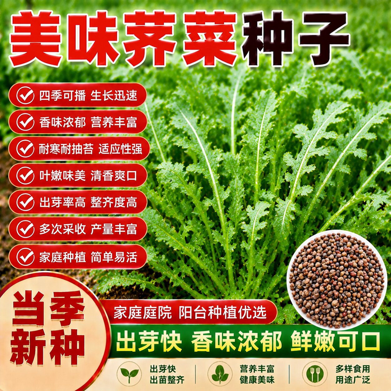 美味荠菜种子四季耐热阳台易种