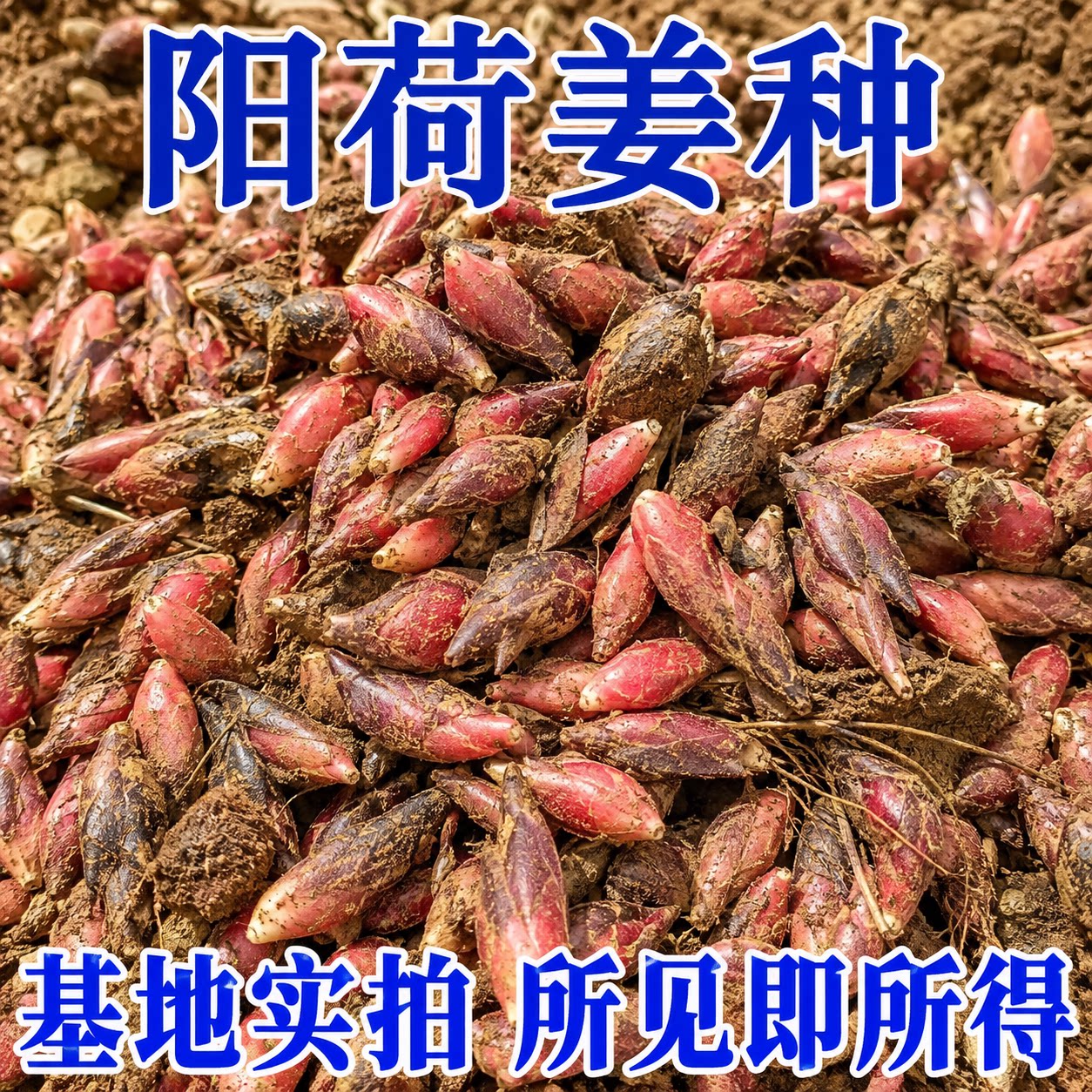 新鲜阳荷姜种根苗种子