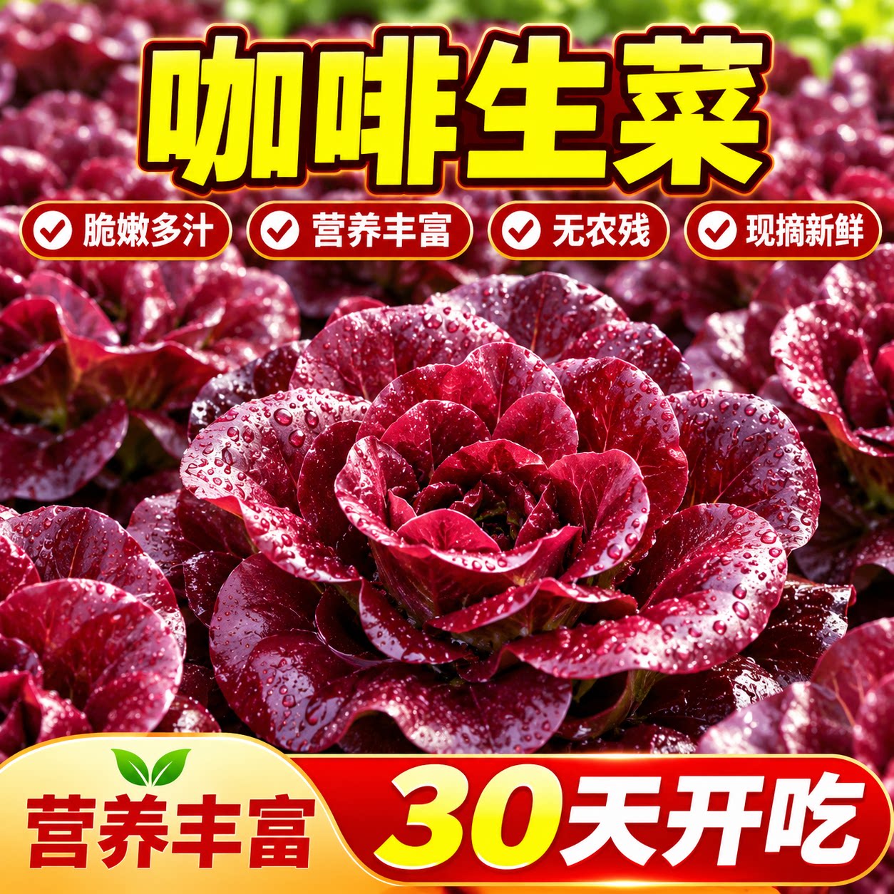 奶油汉堡咖啡紫生菜甜脆多汁