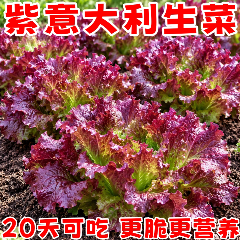 紫色意大利生菜种子四季可播
