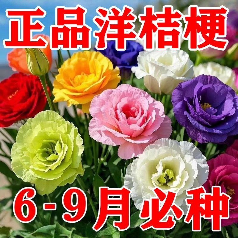 洋桔梗花种子混色秋冬耐寒易活