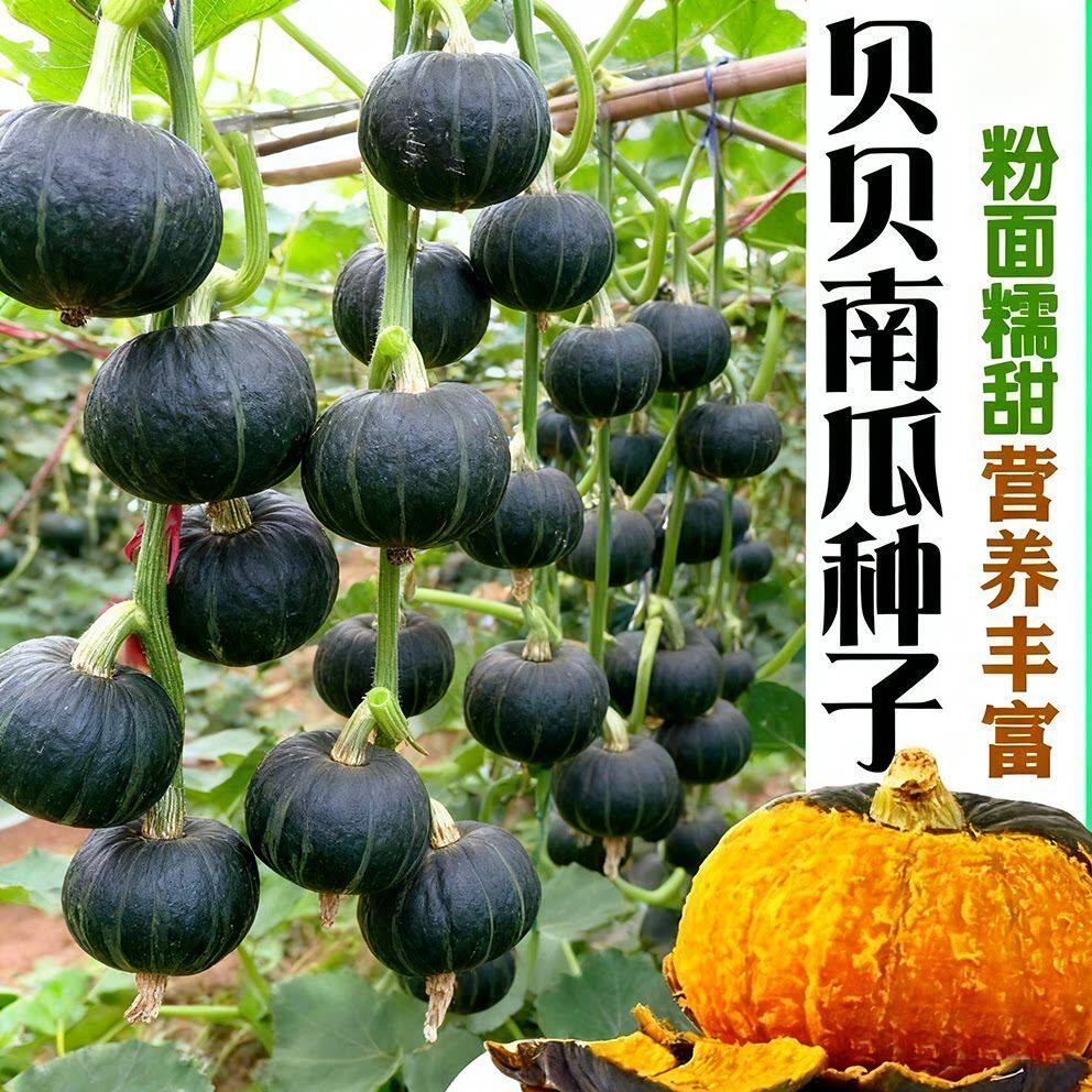 迷你贝贝南瓜种子正宗高产四季早熟甜糯绿贝贝小南瓜板栗味蔬菜籽