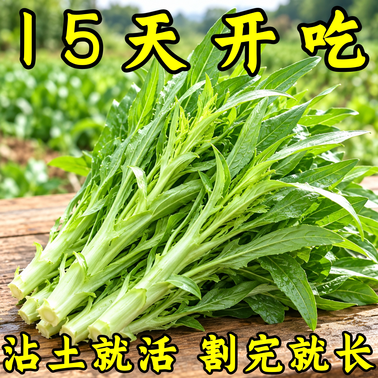 花芽甜麦菜菜籽大芽甜麦菜种子阳台盆栽四季可播油麦菜苦荞麦种子