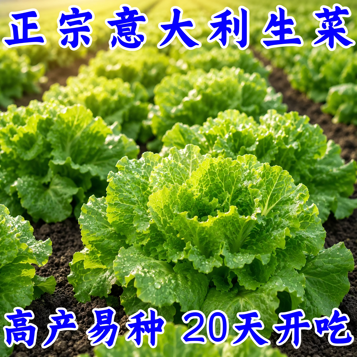 意大利生菜种子抗热耐抽苔易种