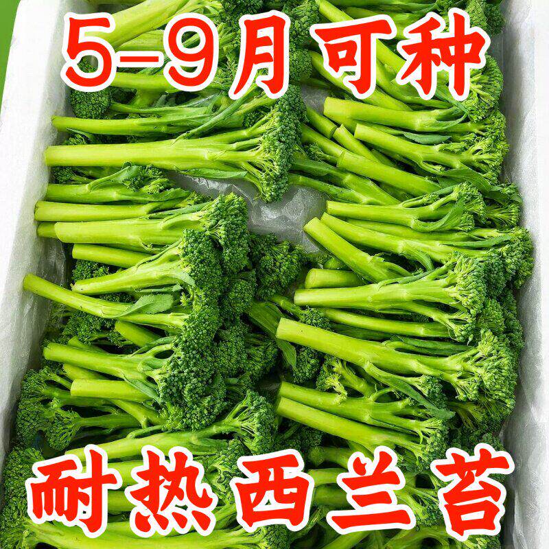 西兰苔种子四季阳台盆栽易种