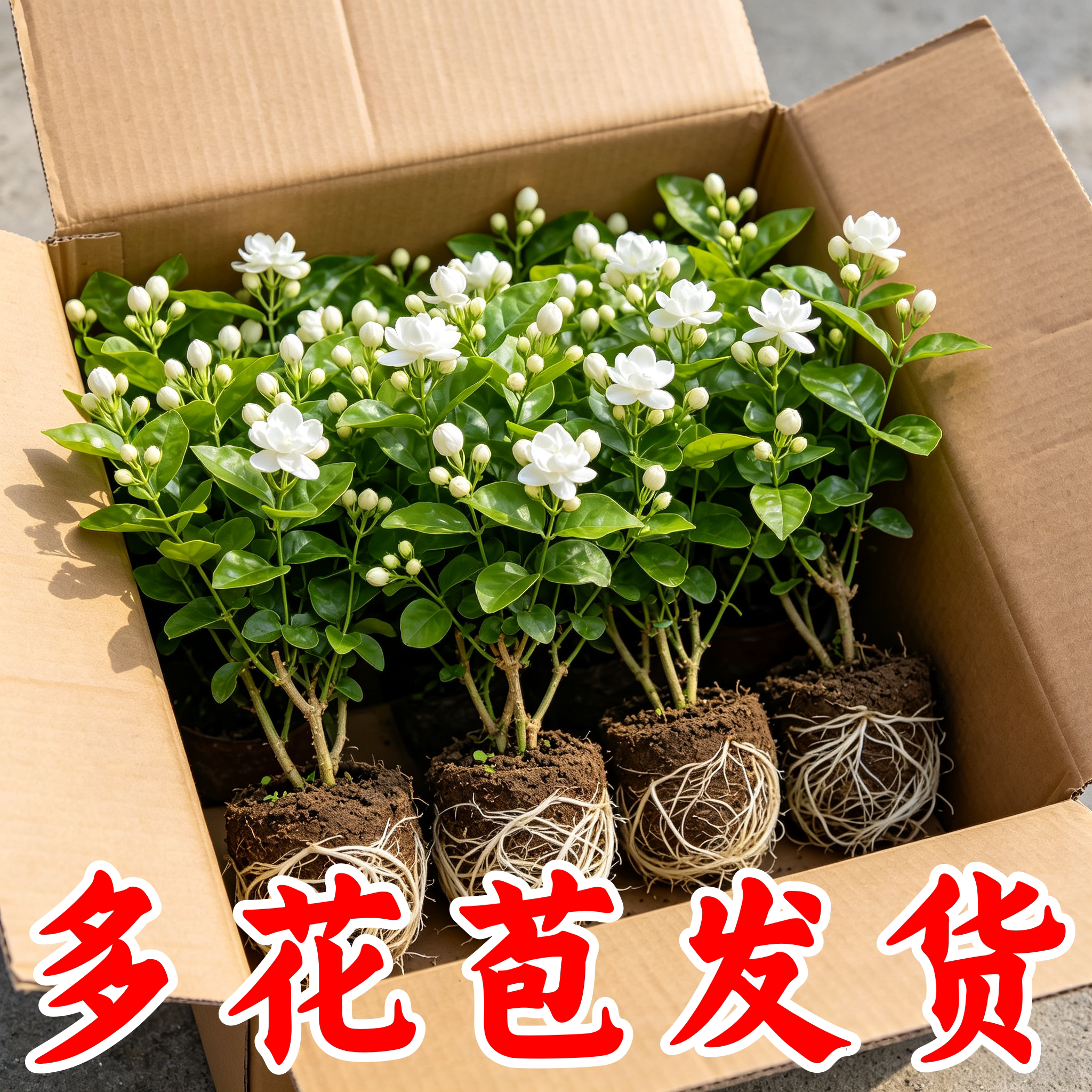 带苞茉莉花苗盆栽重瓣浓香易养