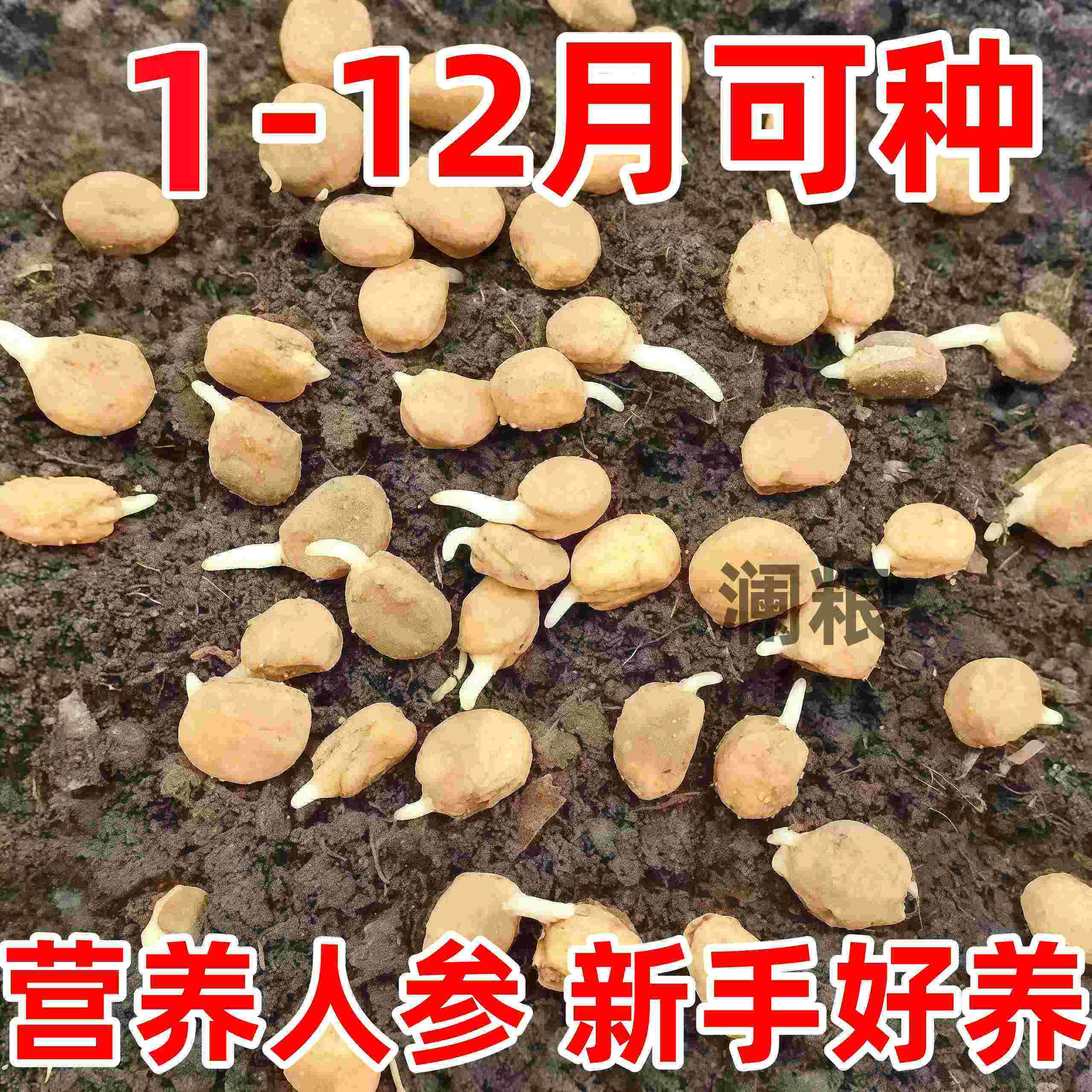 长白山人参种子野生四季种植东北西洋参种子籽盆栽室内外草本耐寒