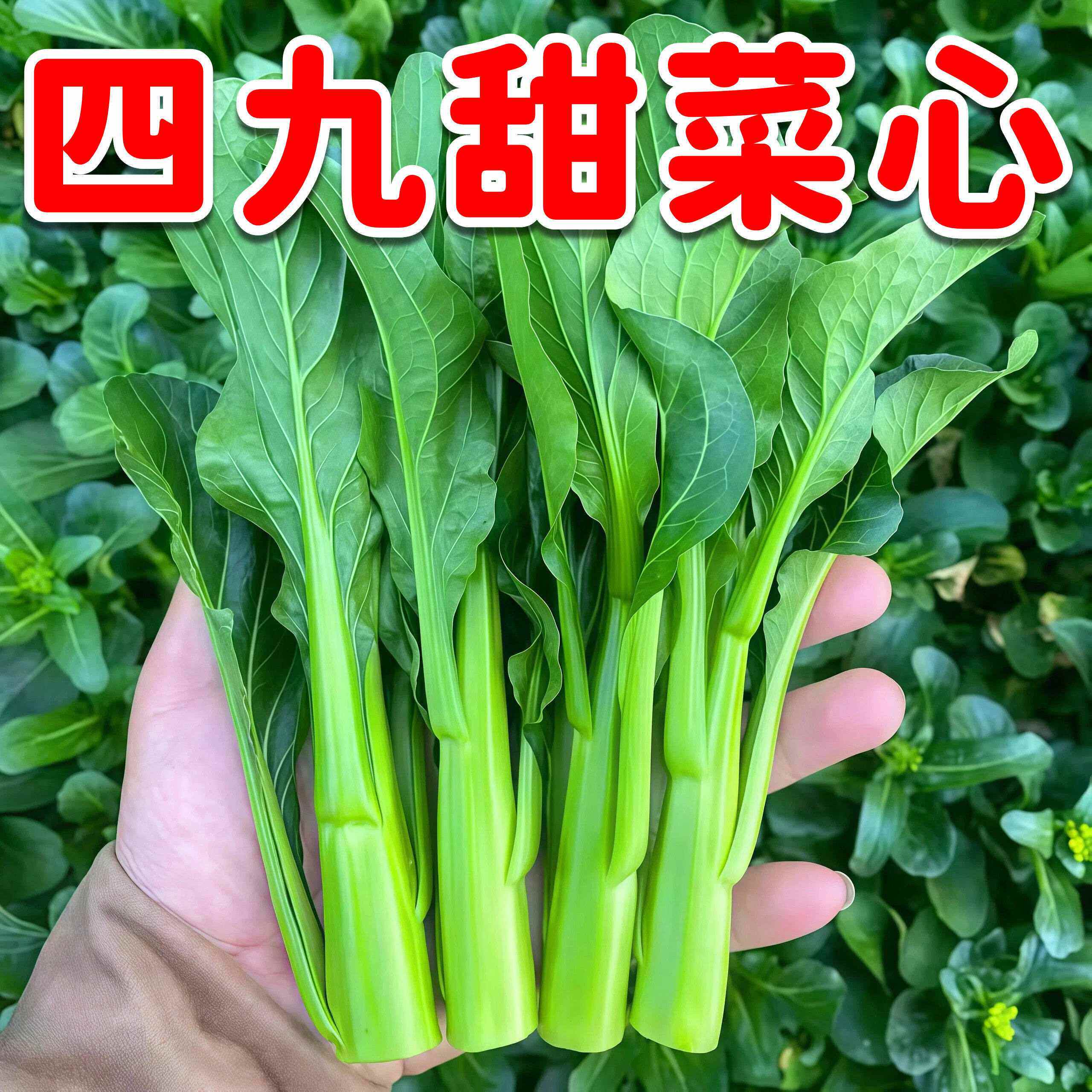 四九甜菜心种子四季播阳台盆栽