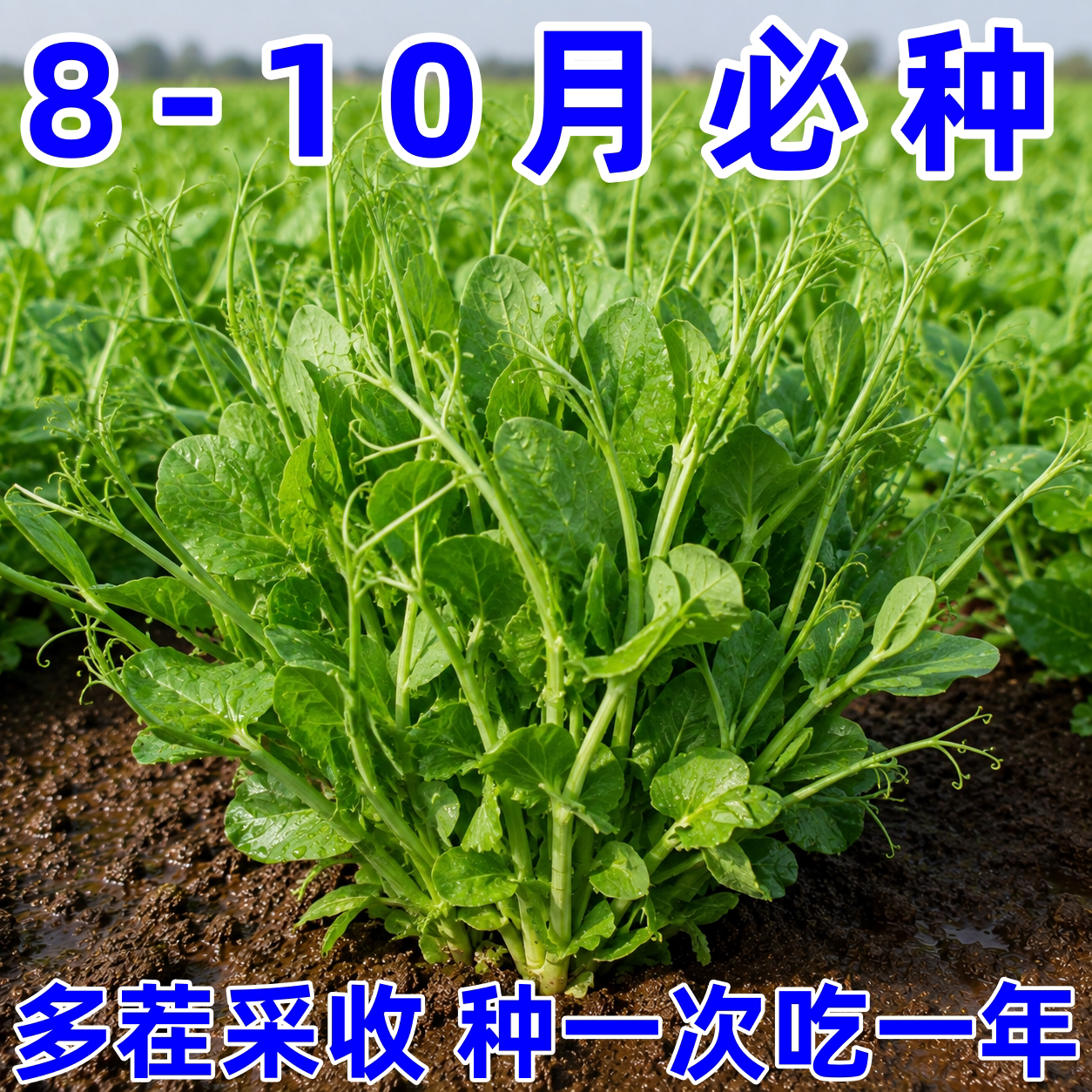 四川无须豌豆尖种子四季播阳台
