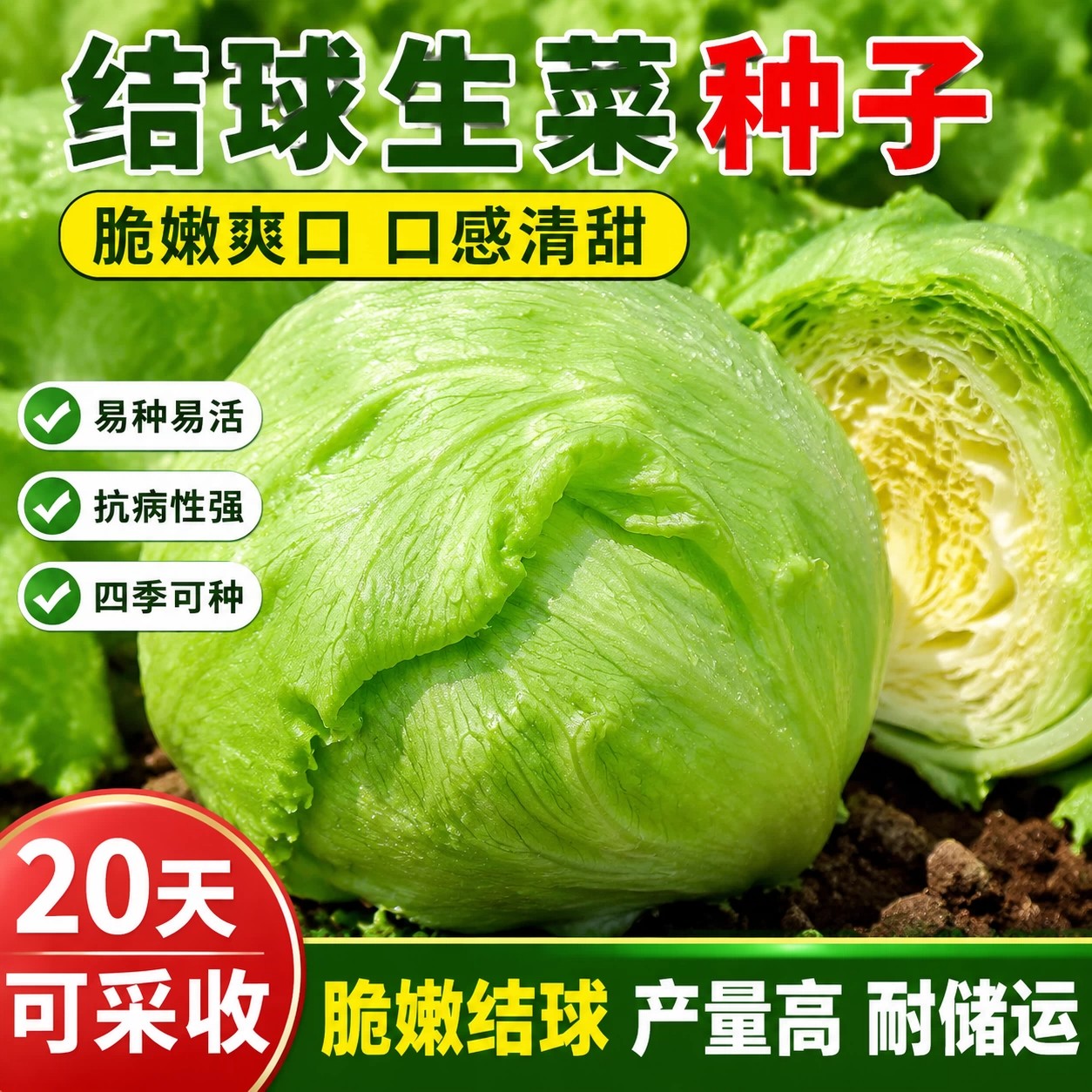 脆甜结球生菜种子四季阳台盆栽