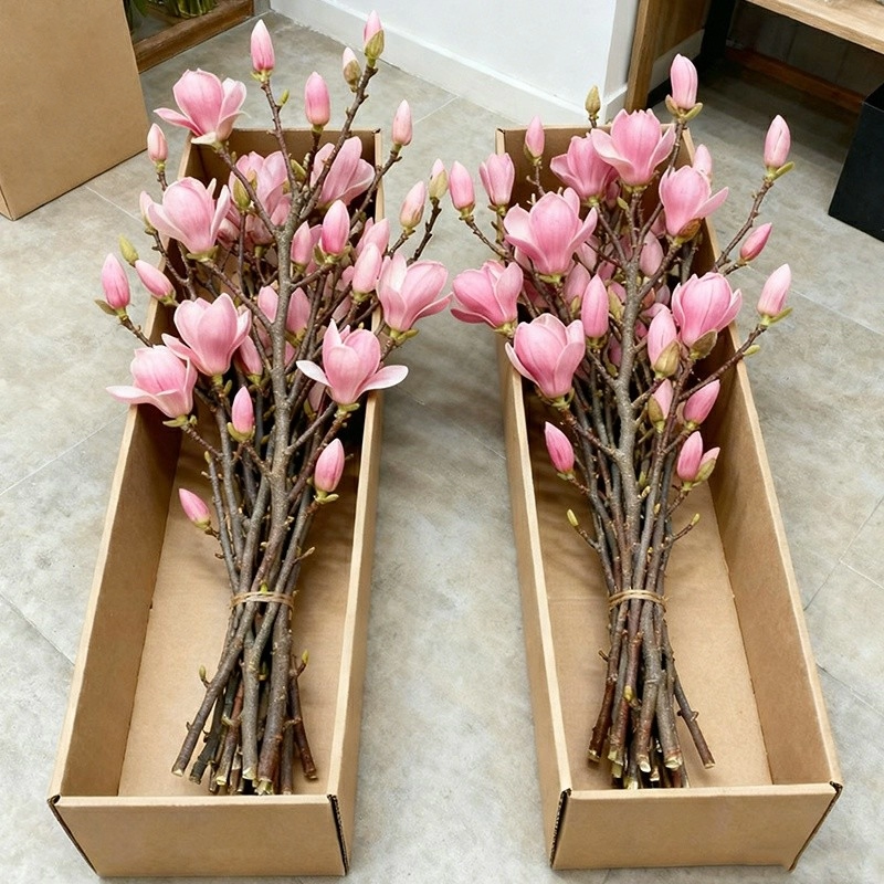 水培玉兰花鲜切枝带花苞