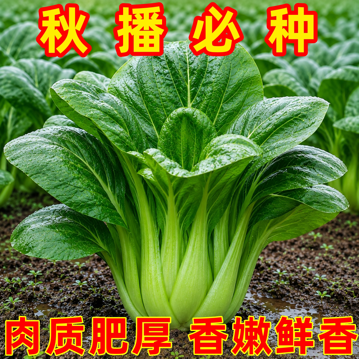 耐热耐寒苏州青菜种子四季可播