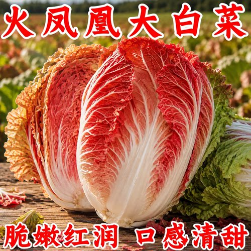 火凤凰大白菜种子夏播耐热包心