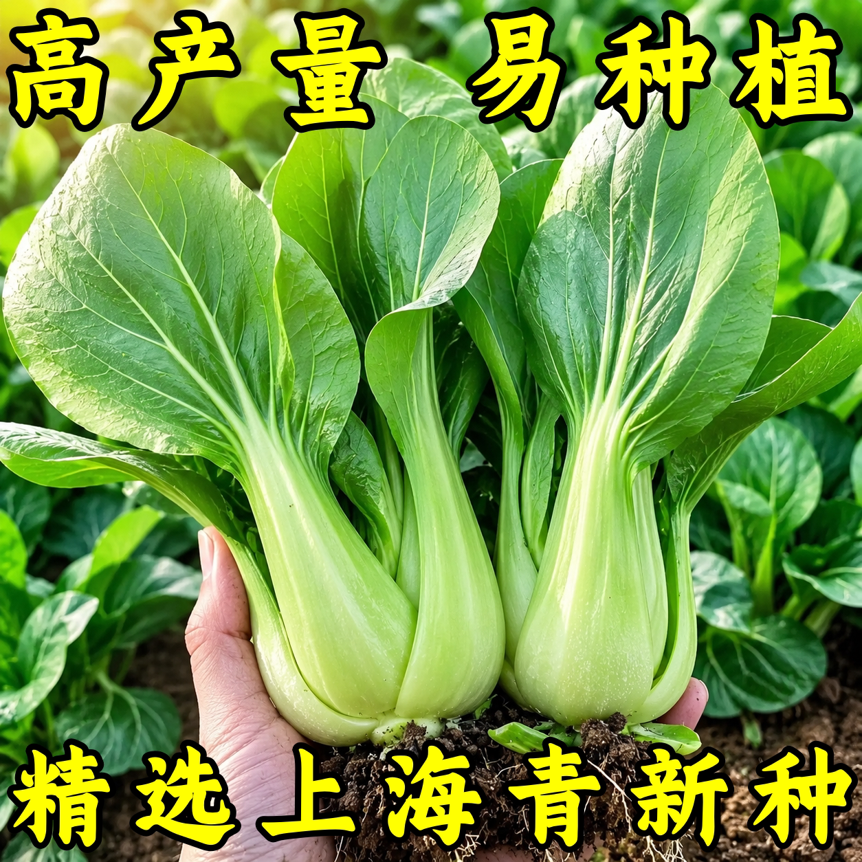 上海青小油菜夏季抗热耐寒新鲜