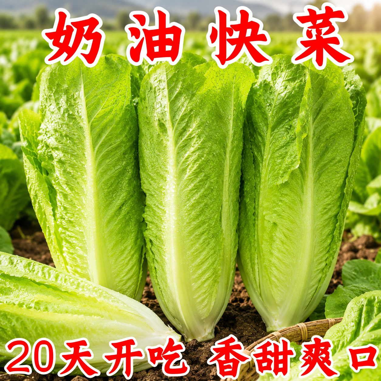 耐热四季阳快菜大白菜种子秋播