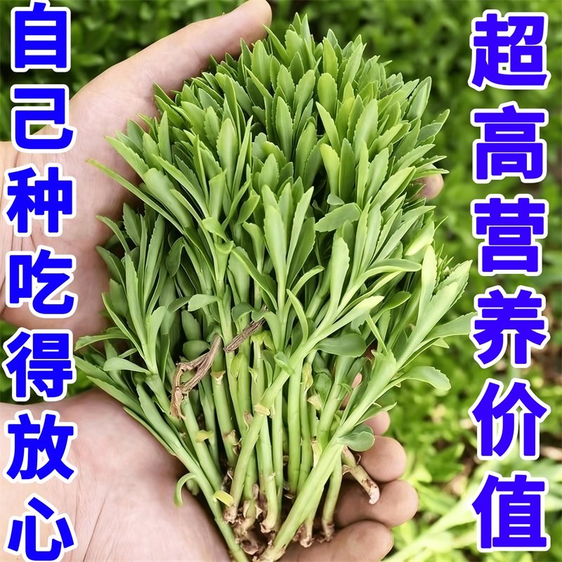 高钙养心菜种子 阳台四季盆栽小院菜园地播种植农家蔬菜种子,鲜花速递/花卉仿真/绿植园艺,种苗/半成品盆栽,淘宝优惠券,粉丝福利购,淘宝优惠卷