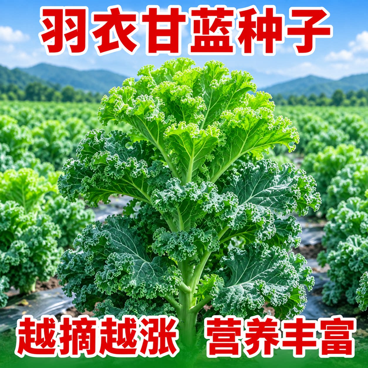 羽衣甘蓝蔬菜种子四季阳台盆栽