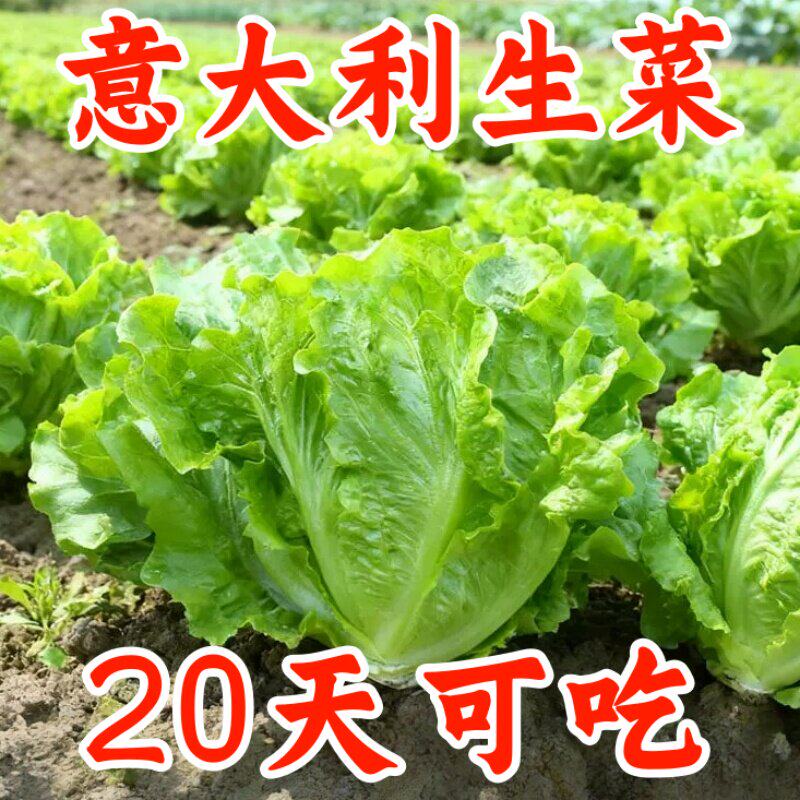 意大利生菜种子耐寒耐热四季播汉堡脆甜田园庭院蔬菜种籽懒人菜籽