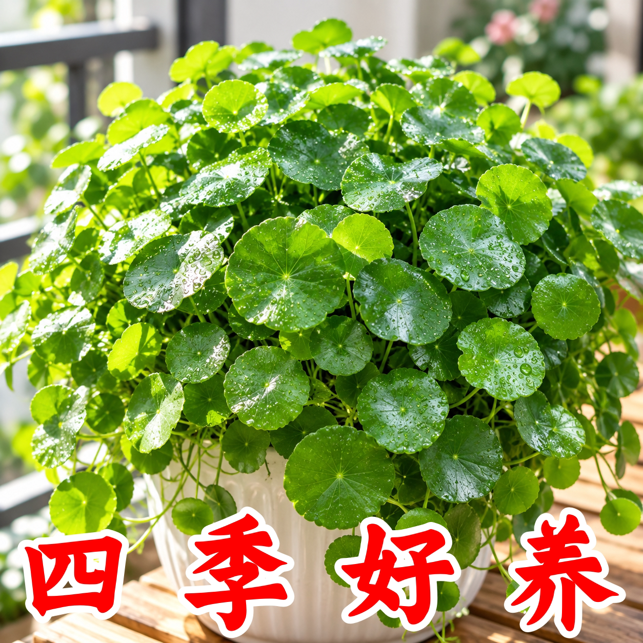 铜钱草大叶水养四季播种种子