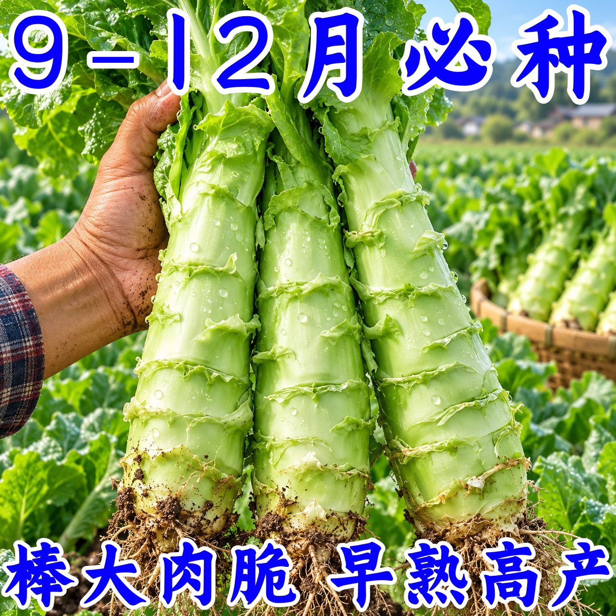 泰国罗汉莴笋种子四季耐热农家