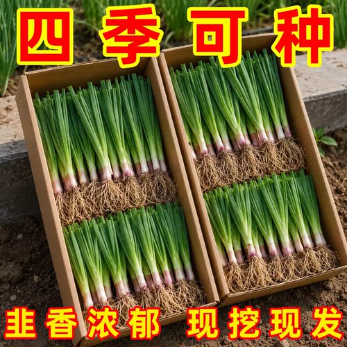 头茬现挖紫根韭菜根苗宽叶香