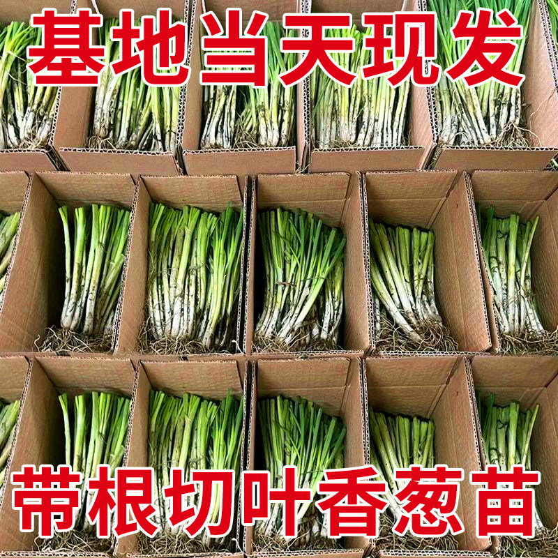 【山东发货】四季小香葱种苗分葱苗带根家庭阳台盆栽高产蔬菜幼苗