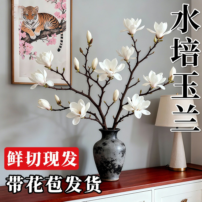 带花苞玉兰花水培鲜切花玉兰鲜枝真花过年花束盆栽客厅摆件年宵花