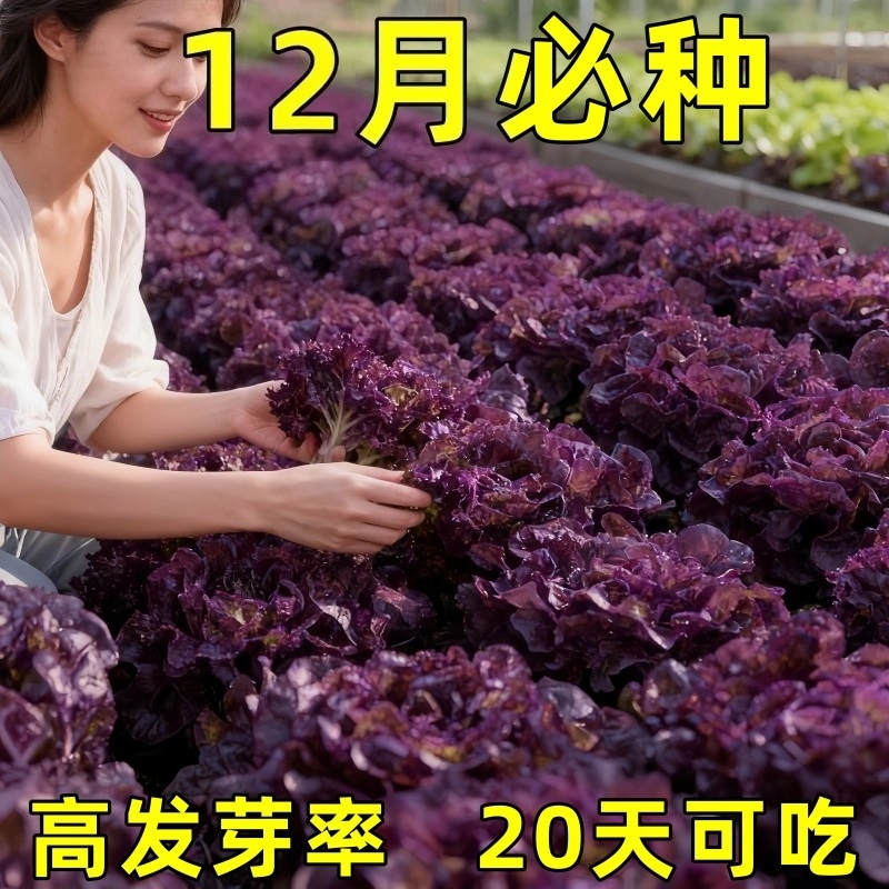 奶油汉堡咖啡紫生菜新鲜叶菜生吃凉拌甜脆多汁沙拉菜农家自种生菜