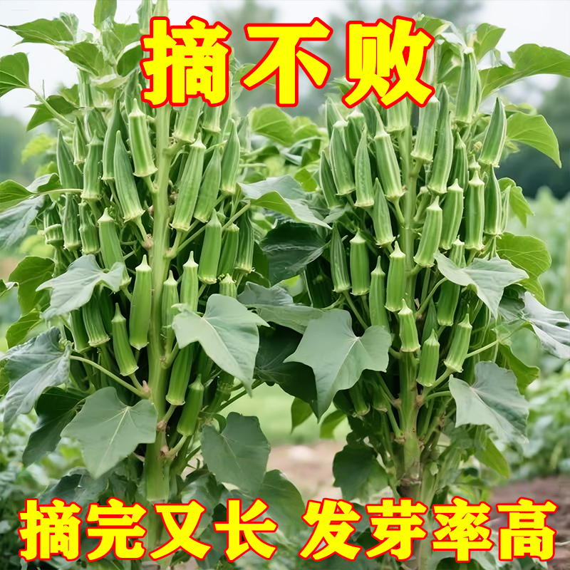 正宗高产四季阳台盆栽秋葵种子