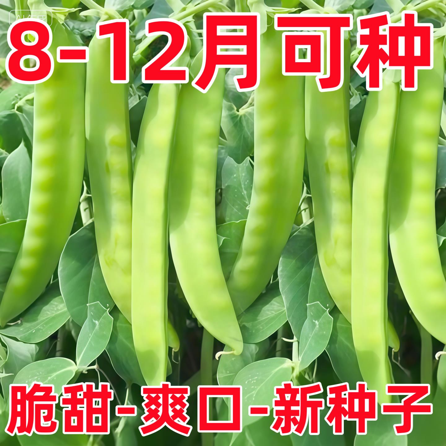 大荚荷兰豆种子春夏秋四季播种大荚菜豆豌豆豆角种籽农家蔬菜种籽