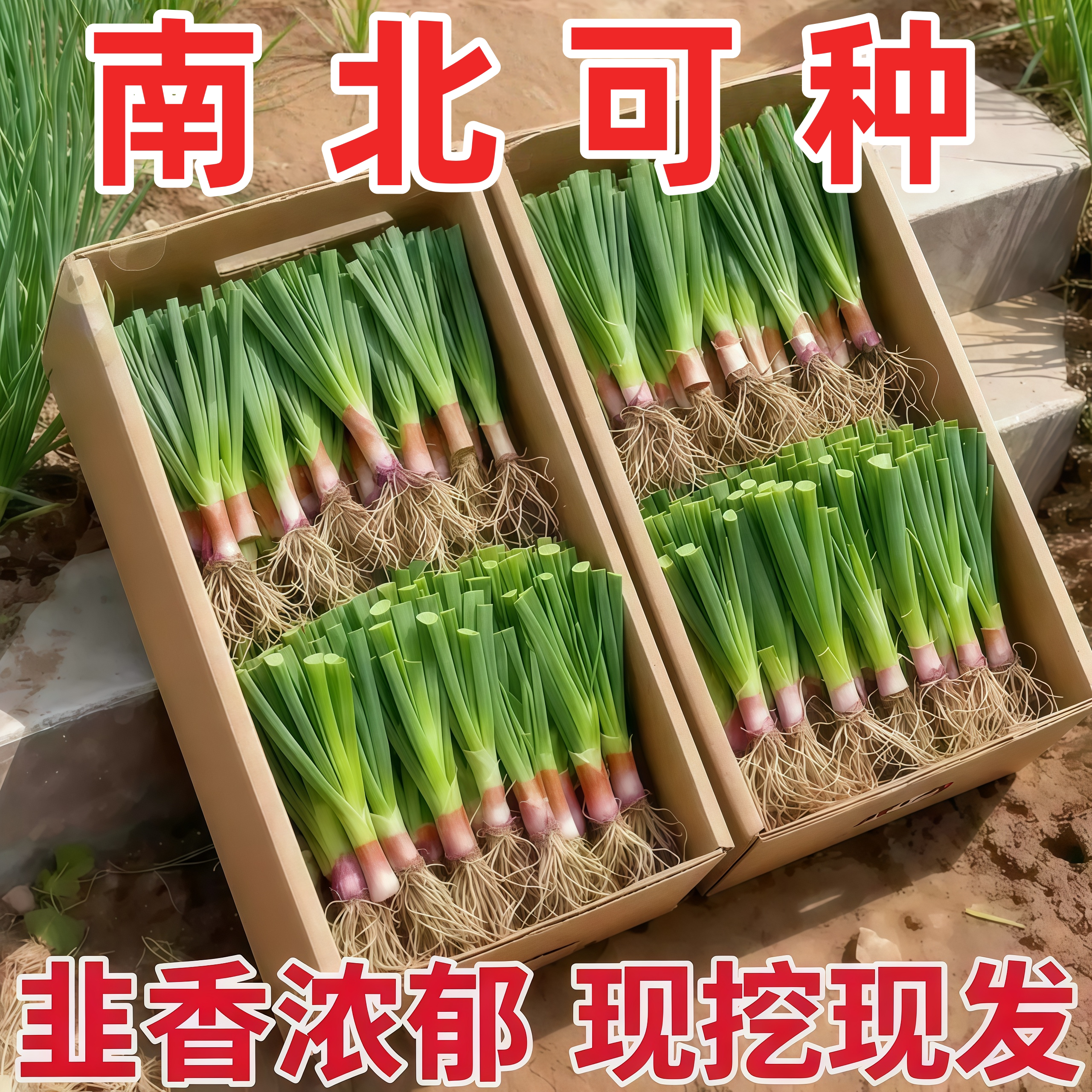 头茬现挖紫根韭菜根苗宽叶香