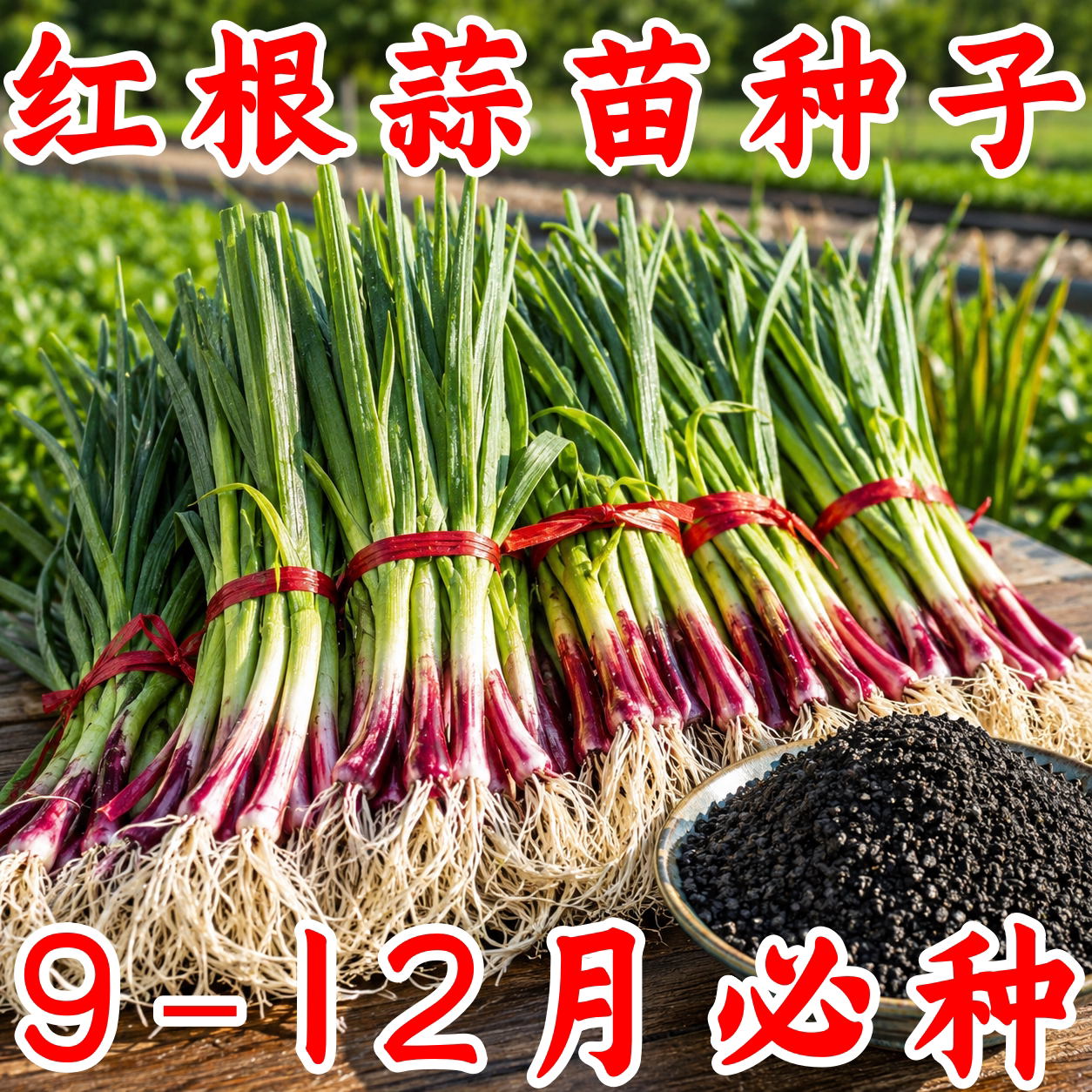 正宗本地红根宽叶紫皮大蒜种子