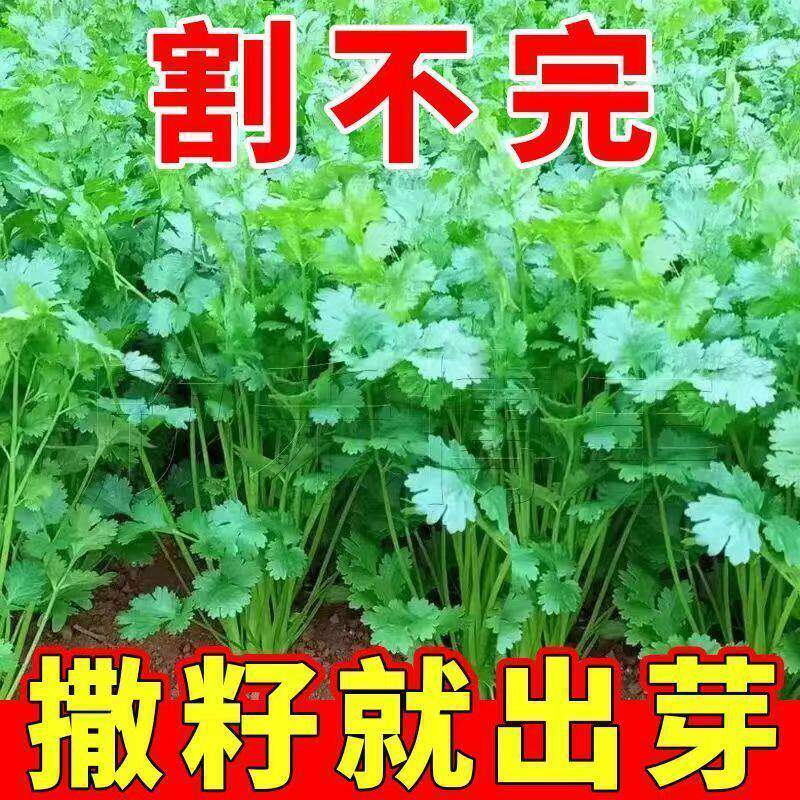 山东速生小叶香菜种子秋冬播