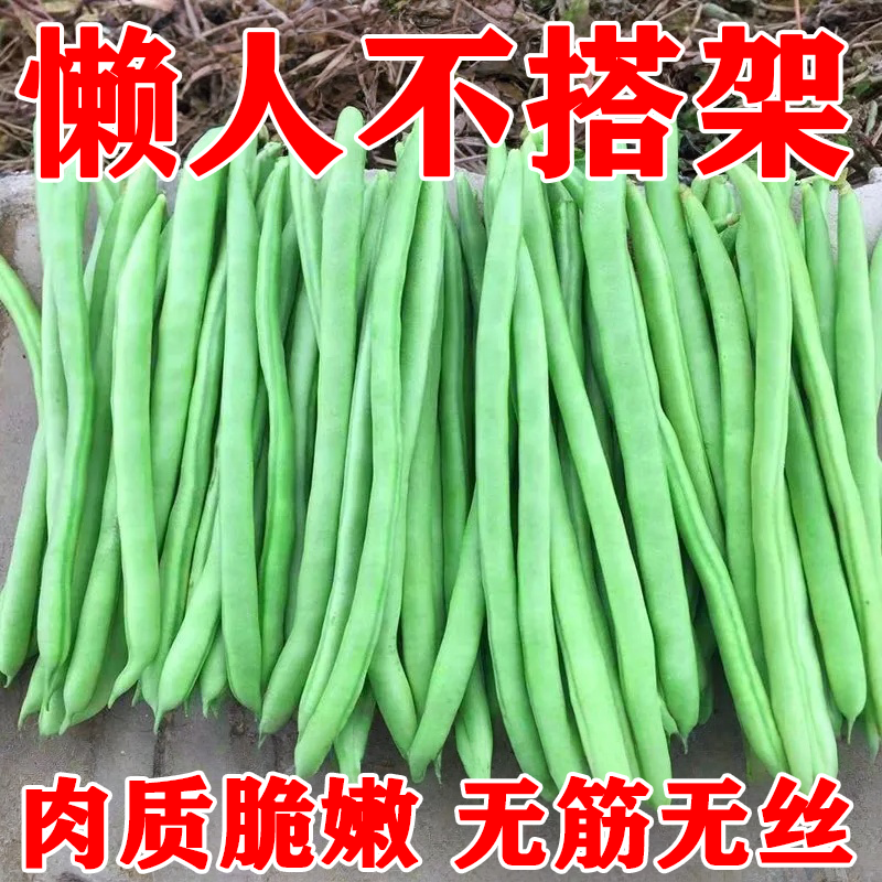 无架四季豆种子早熟不爬藤无筋