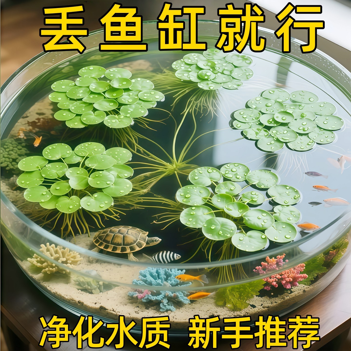 鱼缸水培浮萍水草造景
